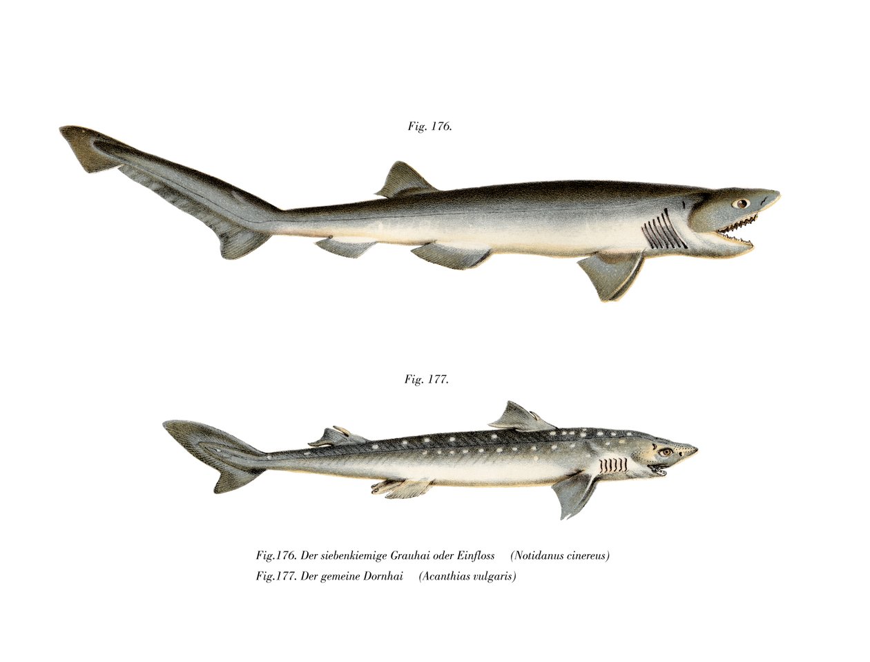 Sharpnose Sevengill Shark (لون ليثو) بواسطة المدرسة الألمانية