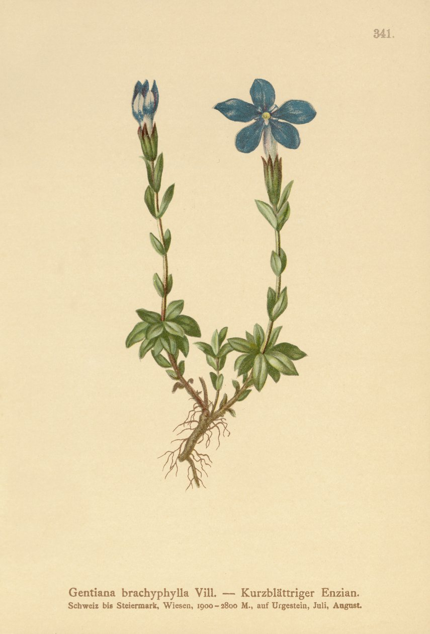 الجنطيانا قصير الأوراق (Gentian brachyphylla) بواسطة المدرسة الألمانية