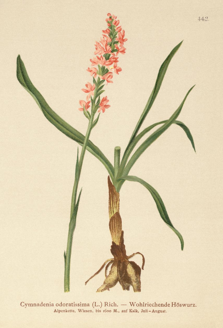 السحلية العطرية قصيرة الحافز (Gymnadenia odoratissima) بواسطة المدرسة الألمانية