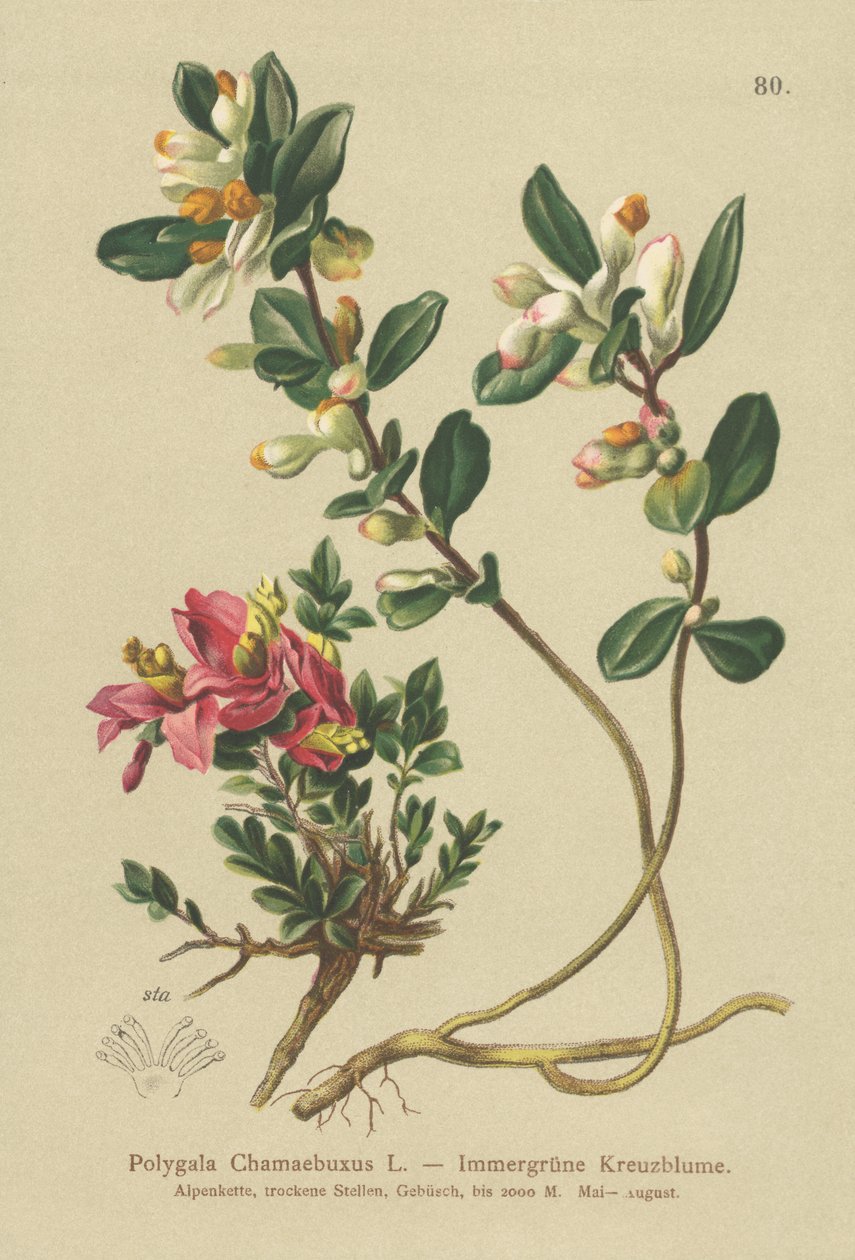 نبتة اللبن الشجيرية (Polygala Chamaebuxus) بواسطة المدرسة الألمانية