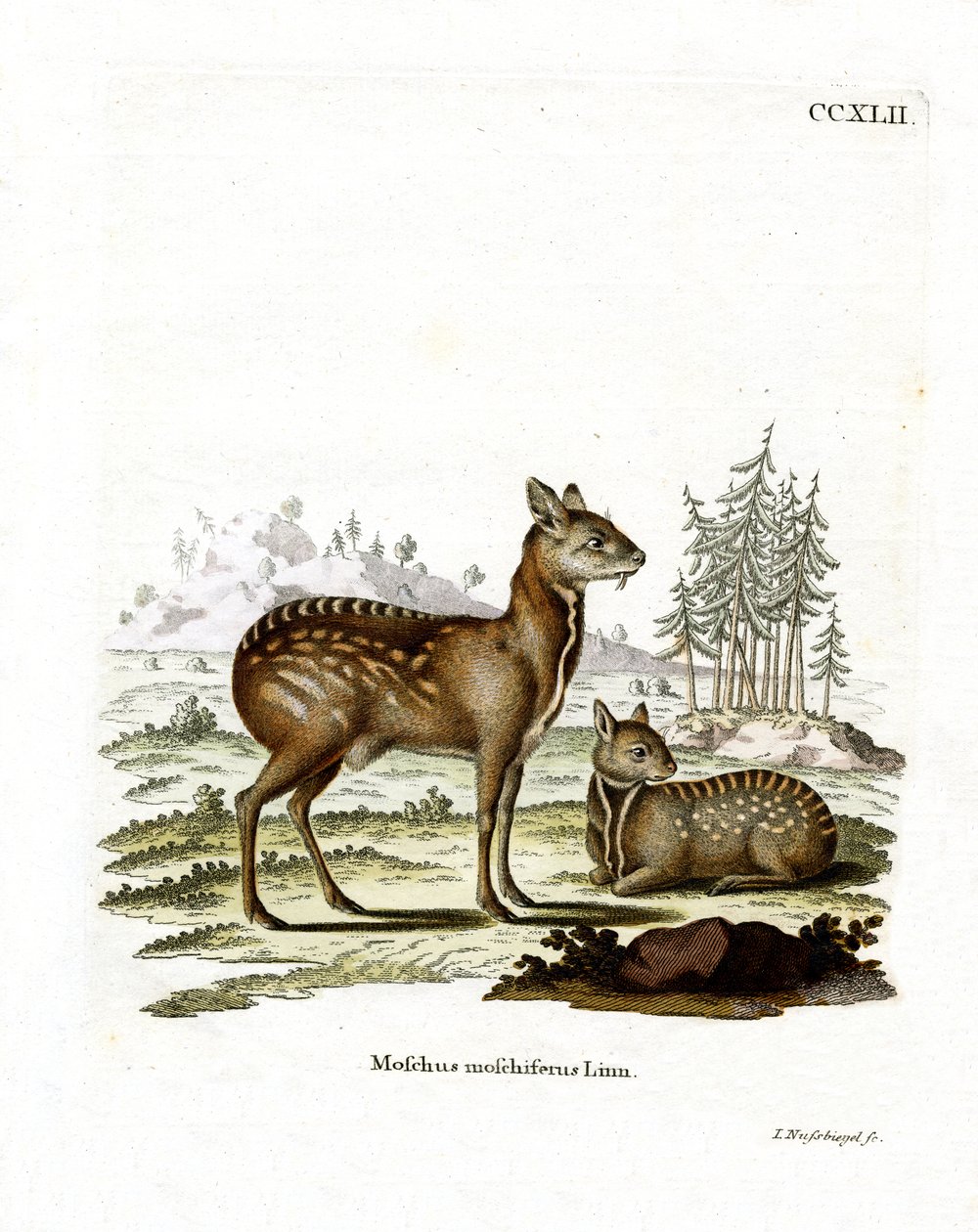 Siberian Musk Deer (coloured engraving) بواسطة المدرسة الألمانية