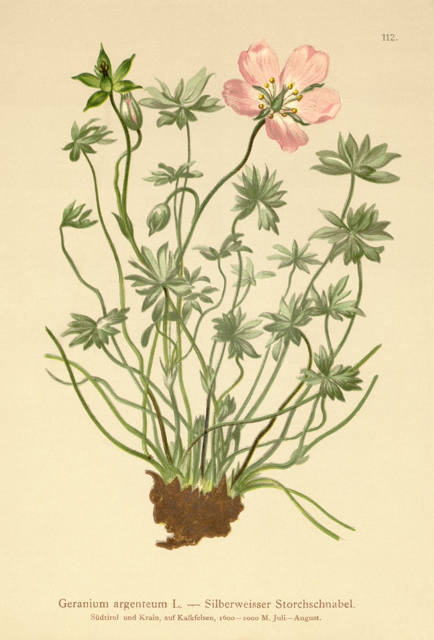 بيل سيلفر كرينز (Geranium argenteum) بواسطة المدرسة الألمانية