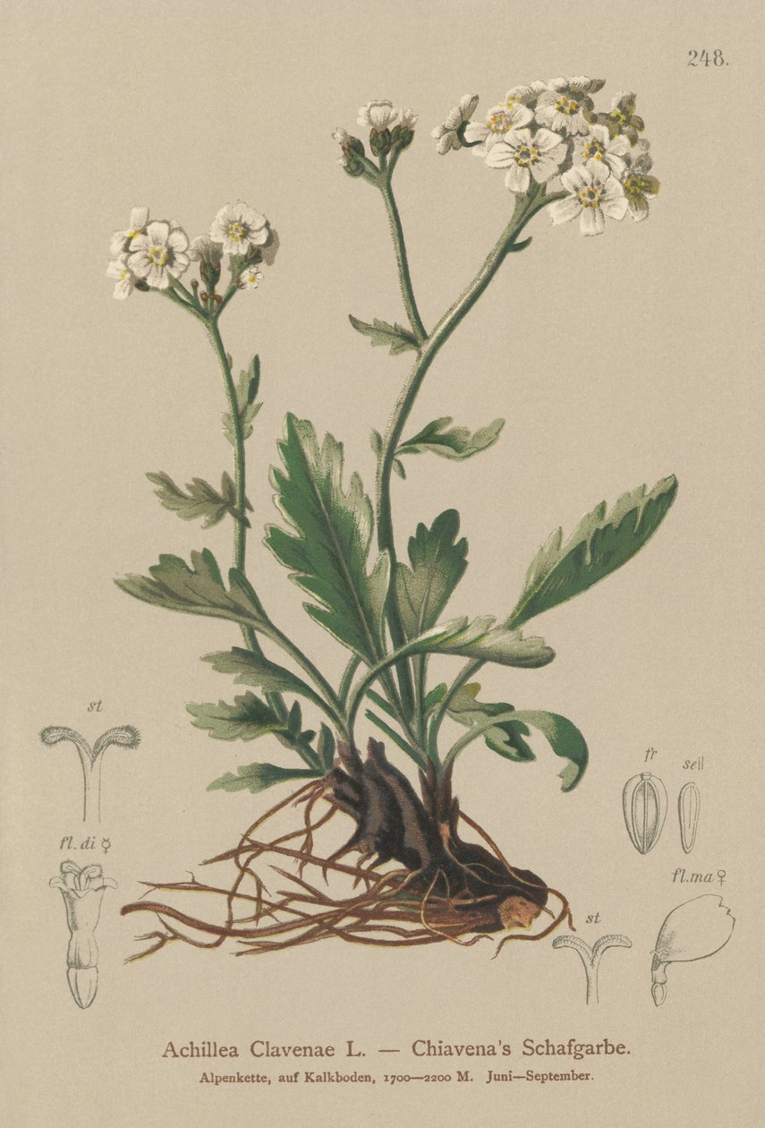 فضي يارو (Achillea Clavenae) بواسطة المدرسة الألمانية