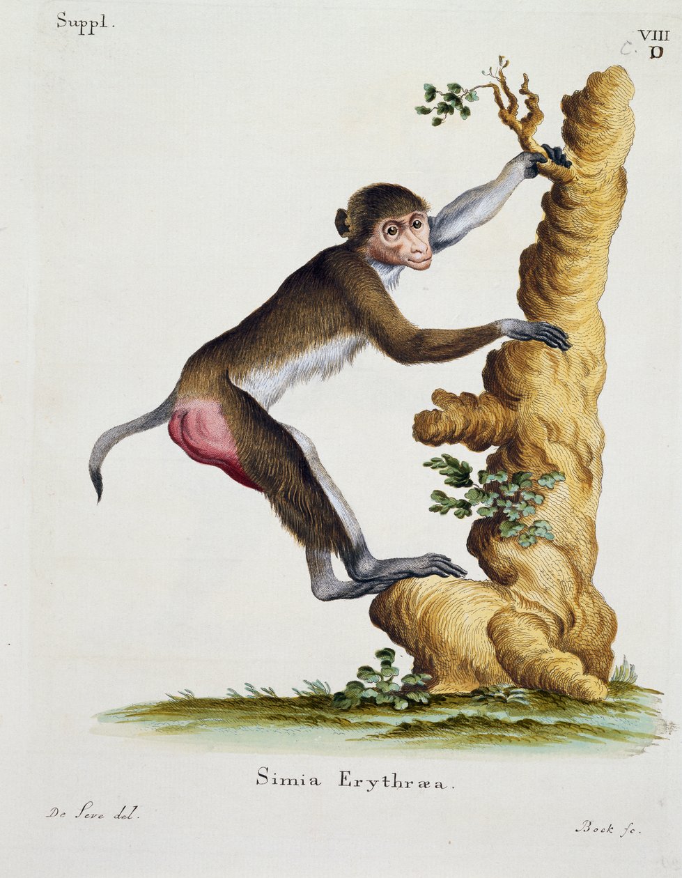 Simia erythraea, from Mammals illustrated from Nature with descriptions, by Johann Christian Daniel von Schreber (1739-1810), engraving by IC Bock after drawing by De Seve بواسطة المدرسة الألمانية