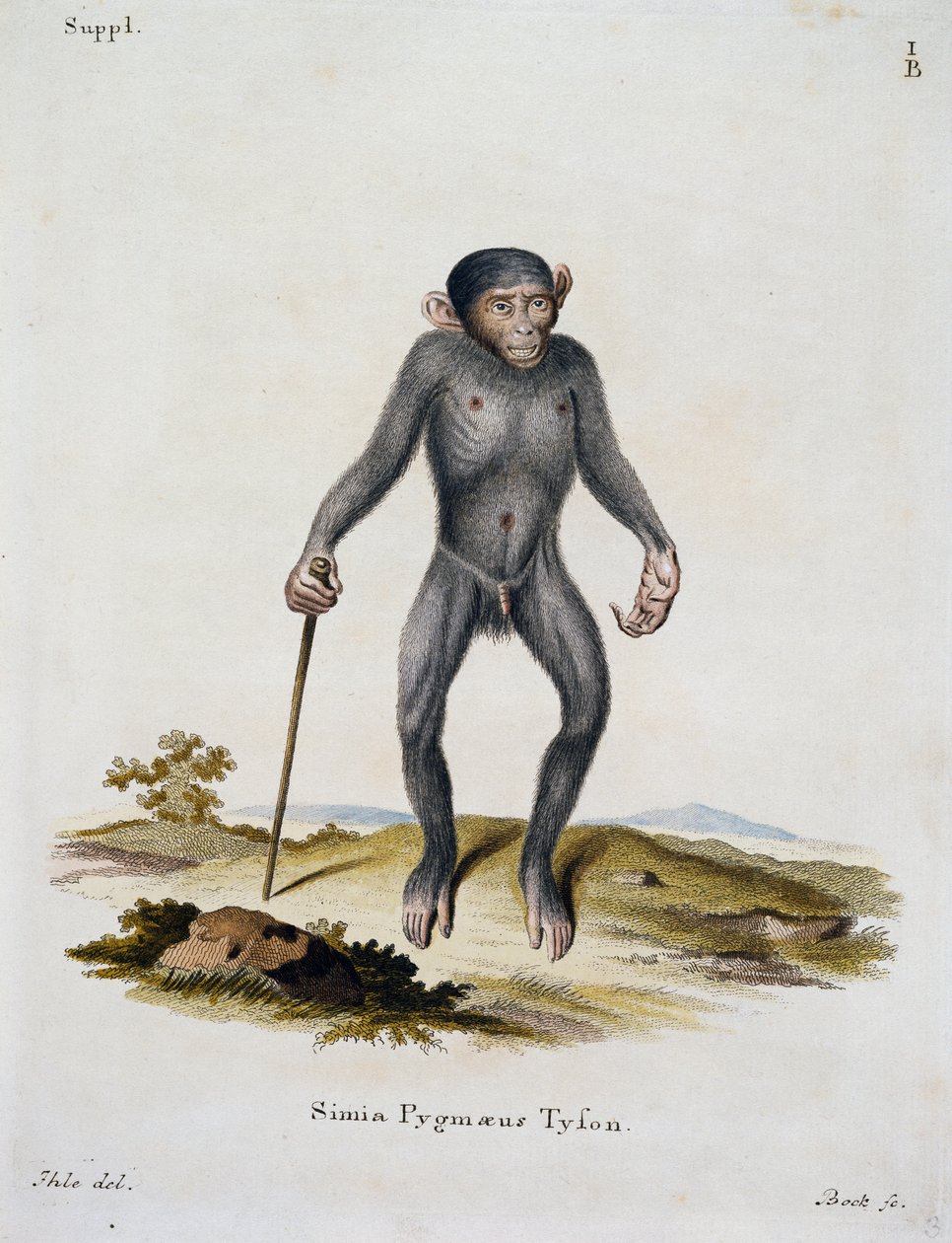 Simia pygmaeus ، من الثدييات الموضحة من الطبيعة مع الأوصاف ، بقلم يوهان كريستيان دانيال فون شريبر (1739-1810) ، نقش بواسطة IC Bock ، ألمانيا بواسطة المدرسة الألمانية