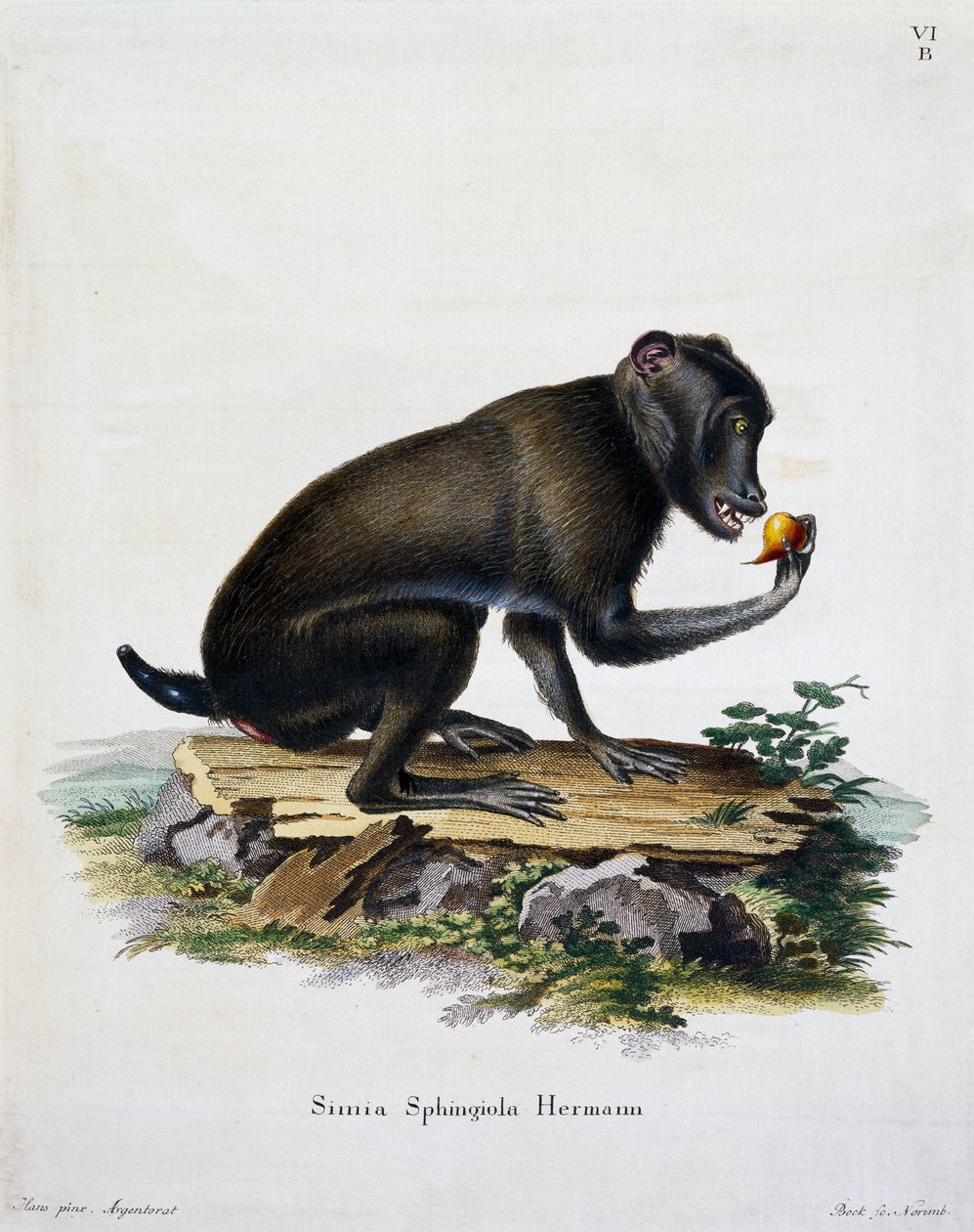 Simia sphingiola, from Mammals illustrated from Nature with descriptions, by Johann Christian Daniel von Schreber (1739-1810), engraving by IC Bock, Germany بواسطة المدرسة الألمانية