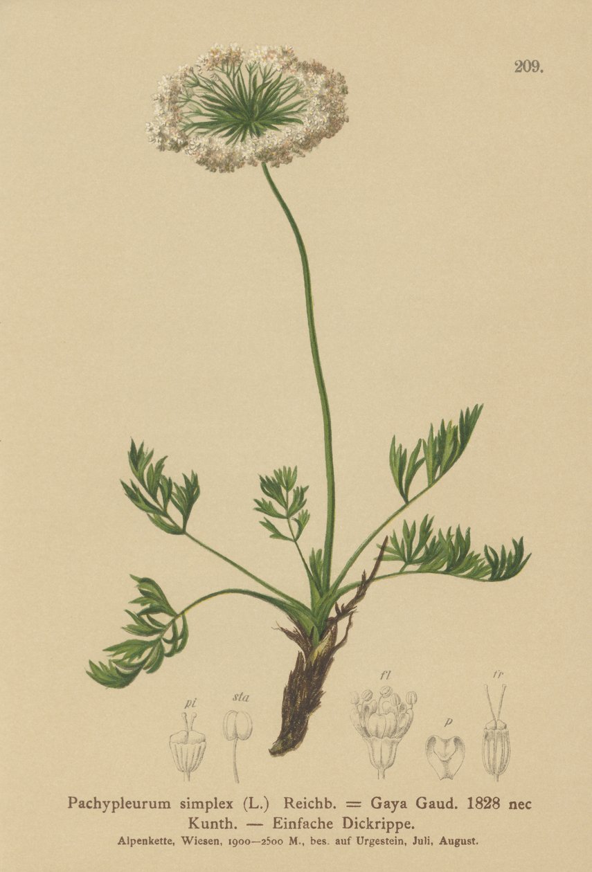 لوفاج جبال الألب الصغيرة (Pachypleurum mutellinoides ، Pachypleurum simple Pachypleurum alpmum ، Pachypleurum simple ، Neogaya simple ، Gaya simple ، simple Lovage) بواسطة المدرسة الألمانية