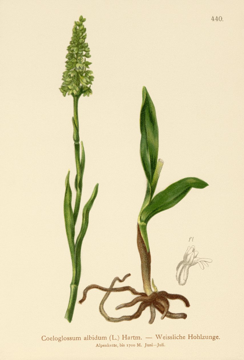 الأوركيد الأبيض الصغير (Satyrium albidum ، Coeloglossum albidum ، Leucorchis albida ، Bicchia albida ، Pseudorchis albida) بواسطة المدرسة الألمانية