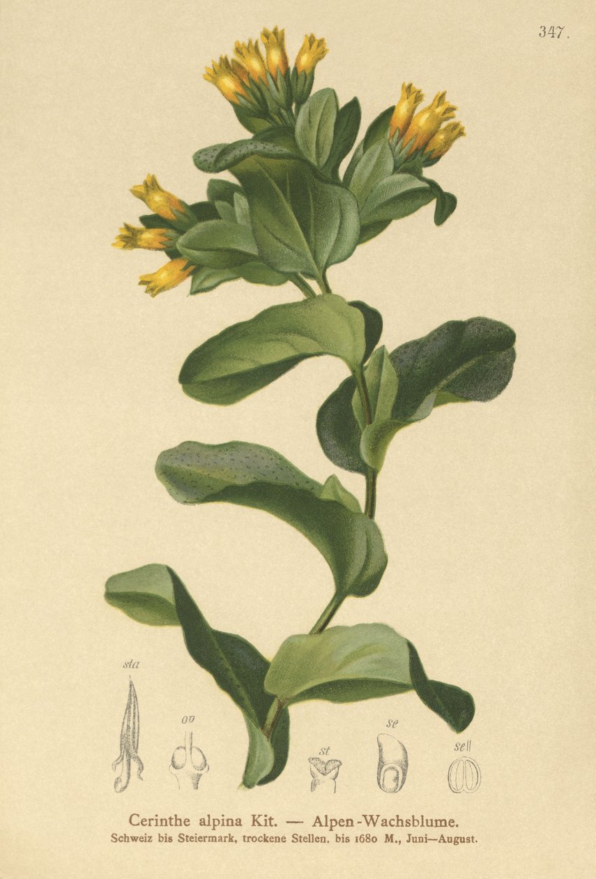 نبتة العسل السلس (Cerinthe alpina ، Cerinthe glabra subsp. Glabra) بواسطة المدرسة الألمانية