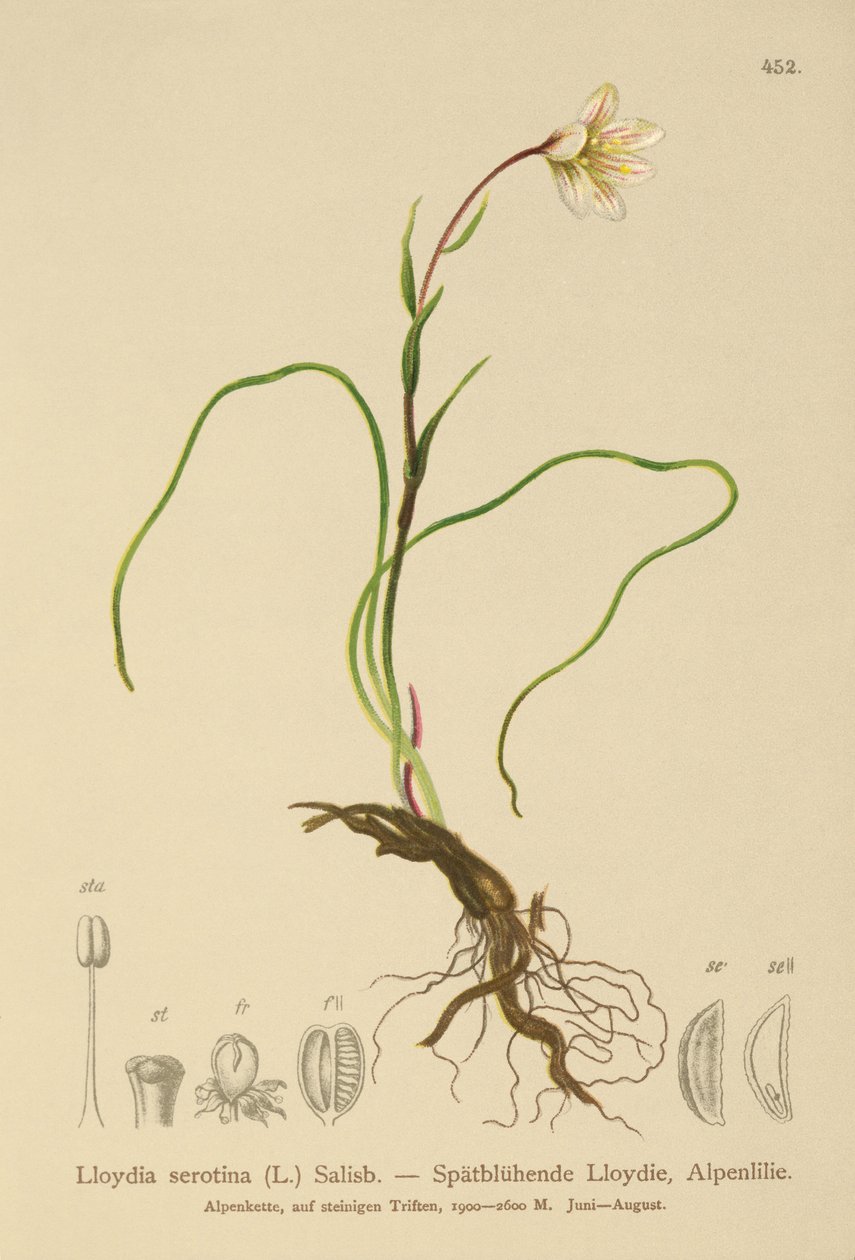 سنودون ليلي (Lloydia serotina ، Gagea serotina ، Lloydia alpina ، Lloydia striata) بواسطة المدرسة الألمانية