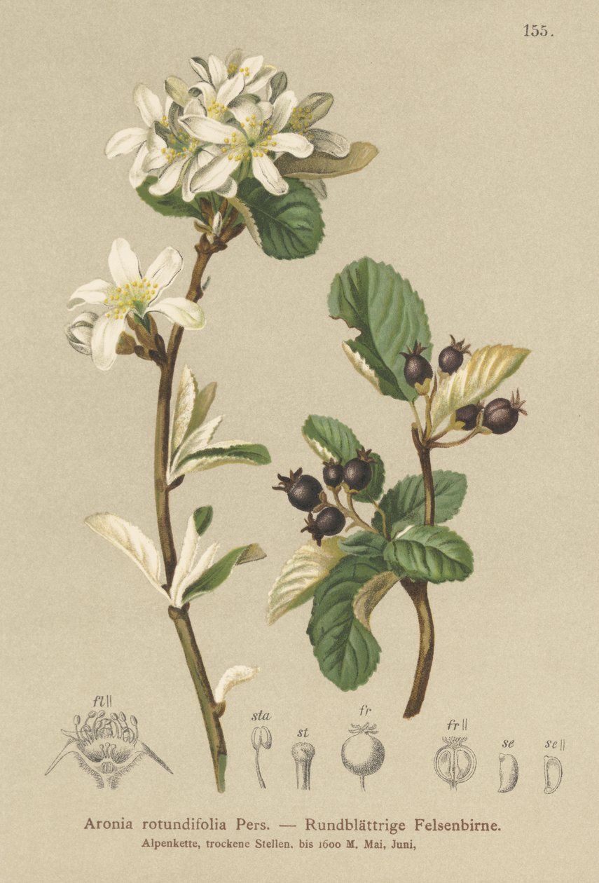 ثلجي Mespilus (Aronia rotundifolia ، Amelanchier ovalis) بواسطة المدرسة الألمانية