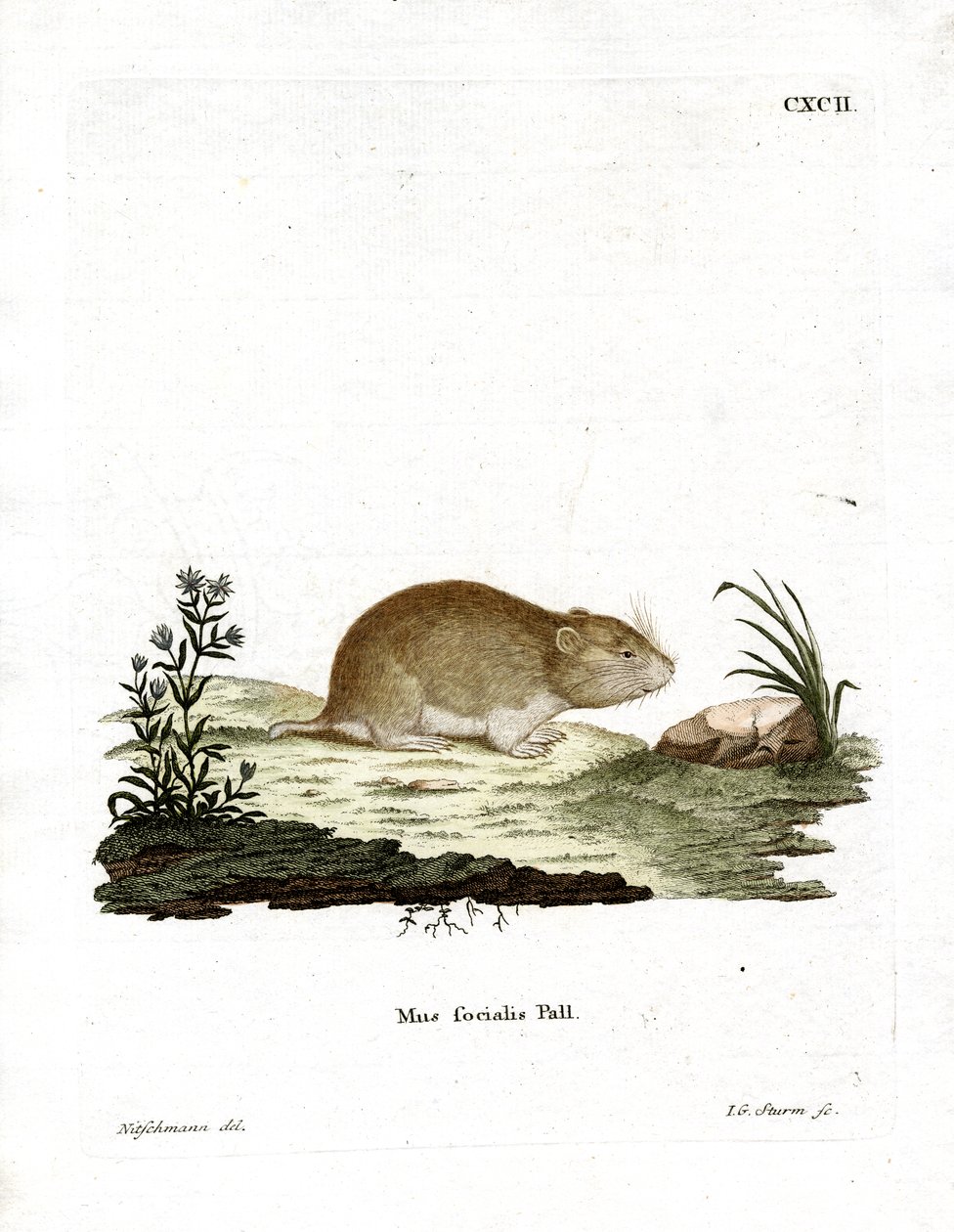 Social Vole (نقش ملون) بواسطة المدرسة الألمانية