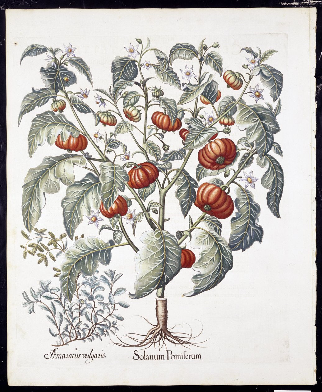 Solanum Pomiferum من Hortus Eystettensis by Basil Besler (1561-1629) Pub 1613 (نقش ملون باليد) بواسطة المدرسة الألمانية