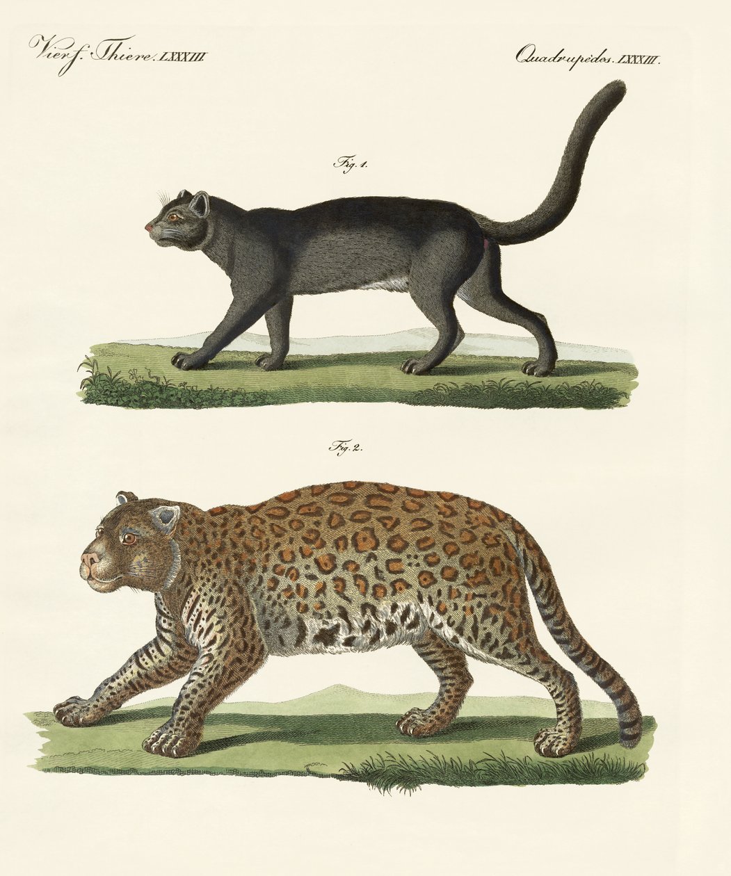 South American animals (coloured engraving) بواسطة المدرسة الألمانية