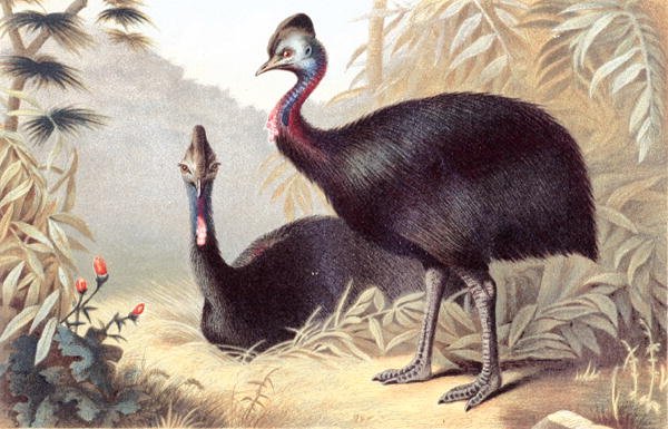 كاسواري الجنوبية ، لوحة من "Brehm's Animal Life: General Knowledge Kingdom of the Animal Kingdom" ، المجلد 6 ، ص 684 ، نشره المعهد الببليوغرافي بواسطة المدرسة الألمانية