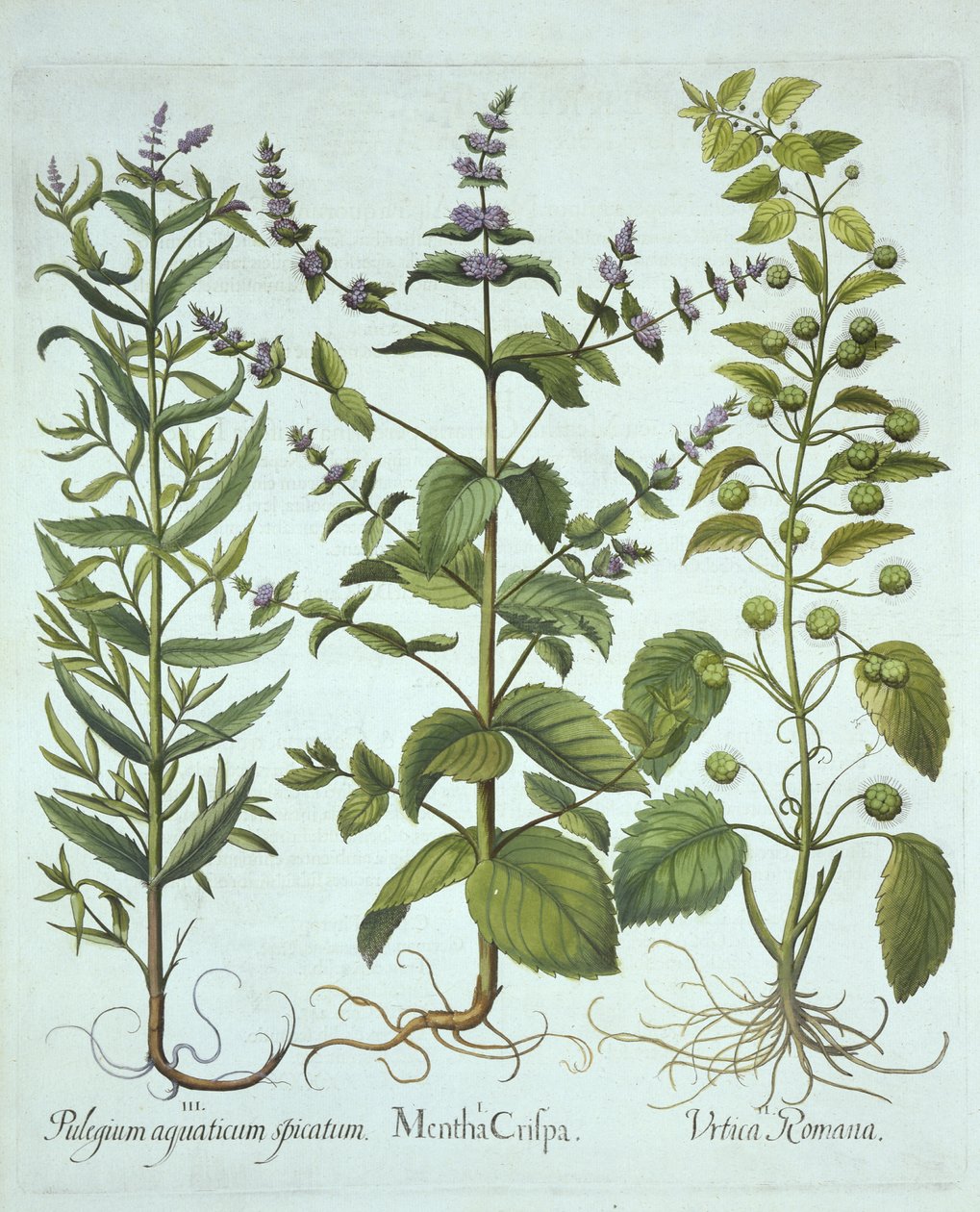 النعناع ، الرومان نبات القراص والخيول طويلة الأوراق ، من Hortus Eystettensis ، بقلم Basil Besler (1561-1629) ، حانة. 1613 (نقش يدوي) بواسطة المدرسة الألمانية