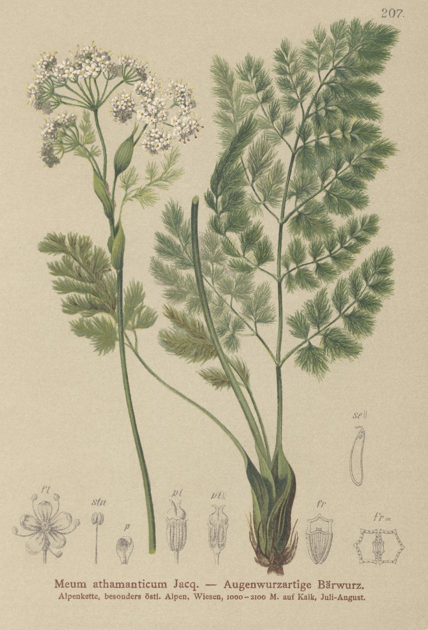 Spignel (My athamanticum) بواسطة المدرسة الألمانية