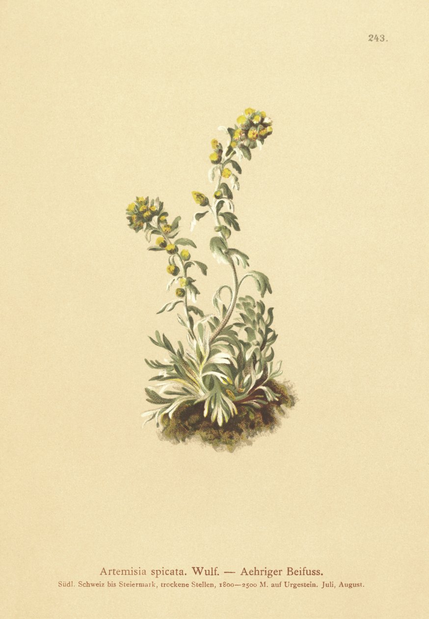 الشيح المسنن (Artemisia spicata ، Artemisia bocconei ، Artemisia genipi) بواسطة المدرسة الألمانية