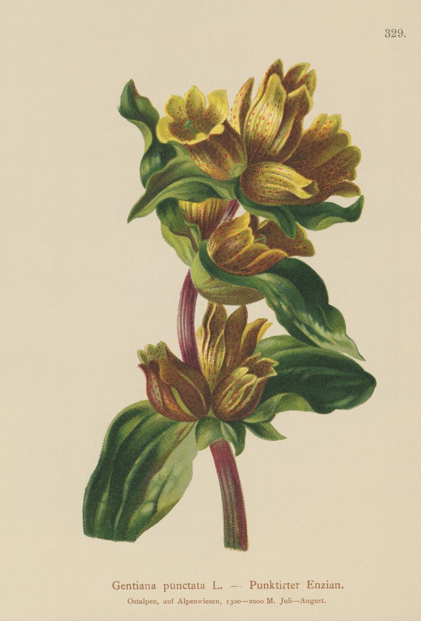 الجنطي المرقط (Gentiana punctata) بواسطة المدرسة الألمانية