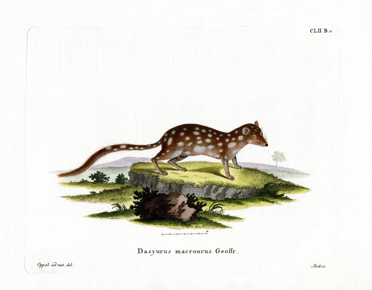 مرقط Quoll (نقش ملون) بواسطة المدرسة الألمانية