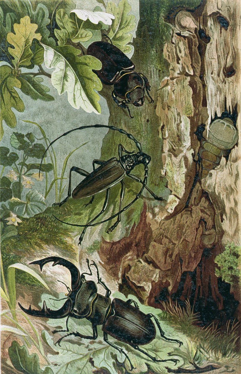 Stag Beetle and Longicorn Beetle ، لوحة من Brehms Tierleben: Allgemeine Kunde des Tierreichs ، المجلد 9 ، ص 80 ، نشره Bibliographisches Institut ، 1892 بواسطة المدرسة الألمانية