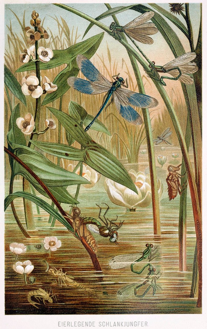 مراحل تطور Damselfly ، من Brehms Tierleben ، حانة. 1860 ليثوغراف ملون ، 1860. بواسطة المدرسة الألمانية