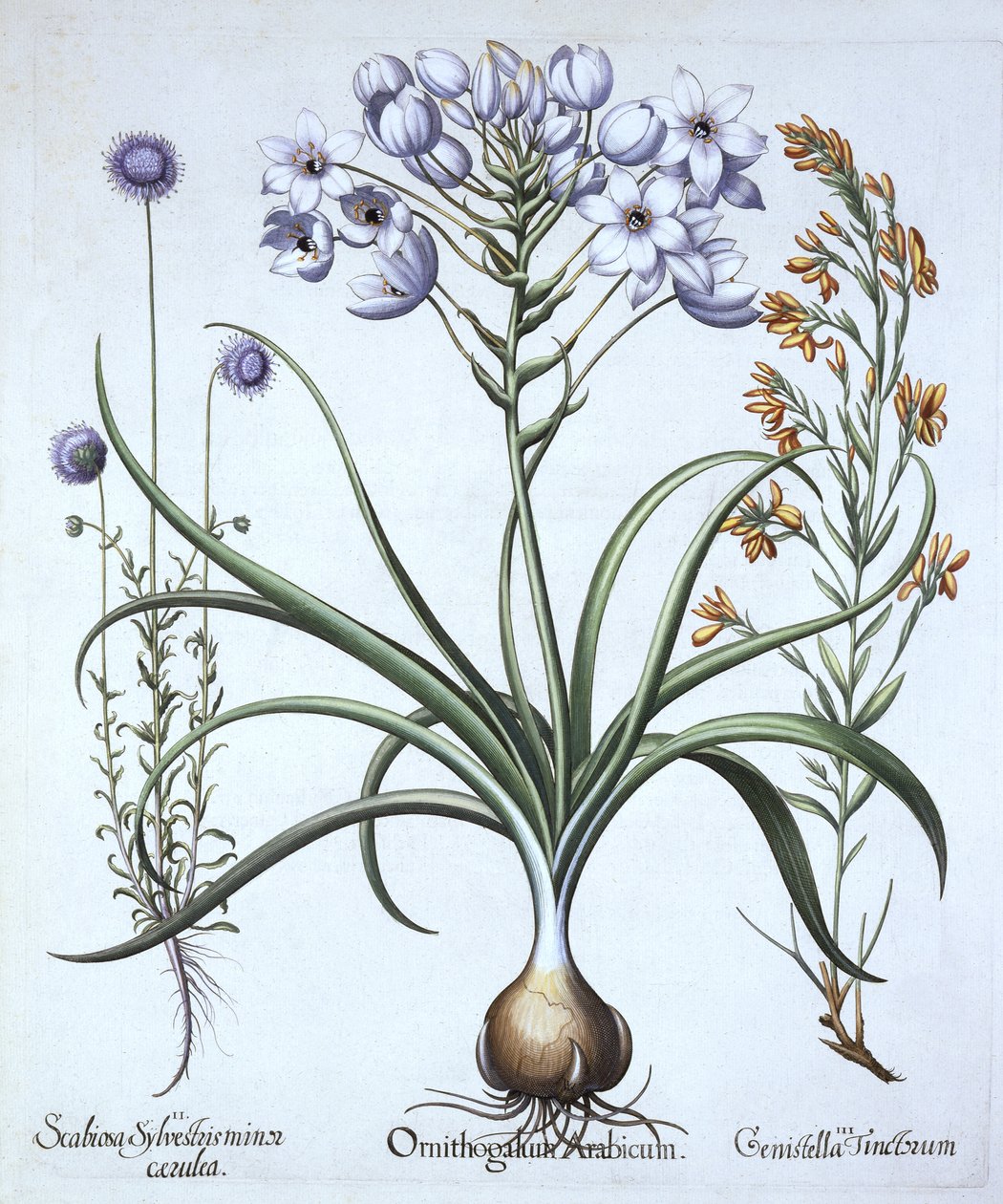 نجمة بيت لحم ، مع بت الأغنام المزهرة الزرقاء و Dyers Greenwood ، من Hortus Eystettensis ، بقلم Basil Besler (1561-1629) ، حانة. 1613 (نقش يدوي) بواسطة المدرسة الألمانية