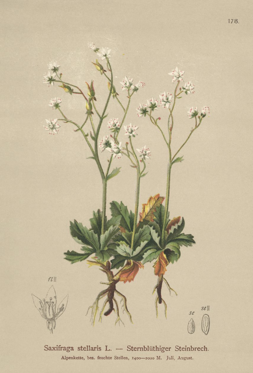 Starry Saxifrage (Saxifraga stellaris) بواسطة المدرسة الألمانية