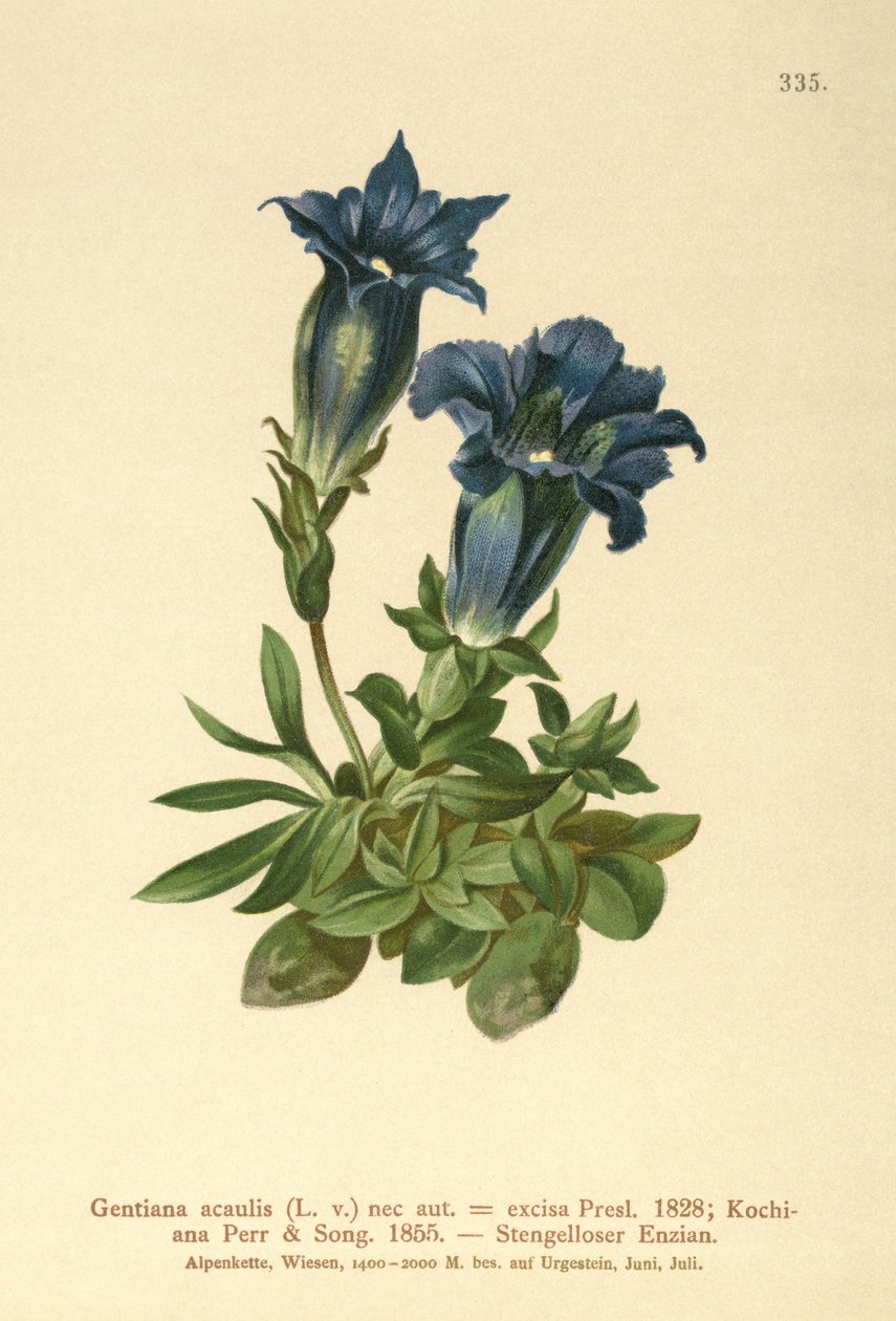 جنتيان (Stemless Gentian) (Gentian acaulis ، قطع Geniiana) بواسطة المدرسة الألمانية