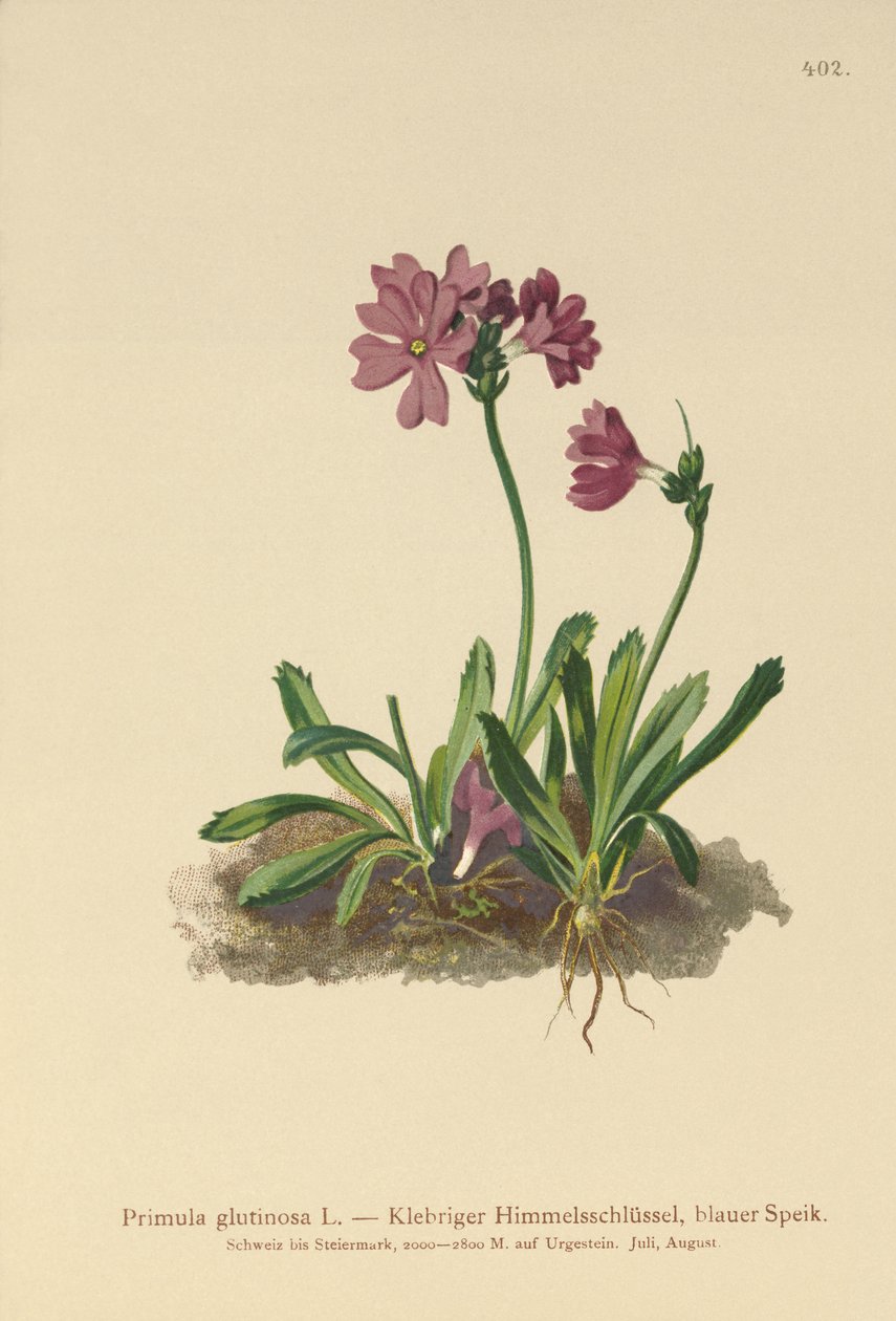 زهرة الربيع اللزجة (Primula glutinosa) بواسطة المدرسة الألمانية