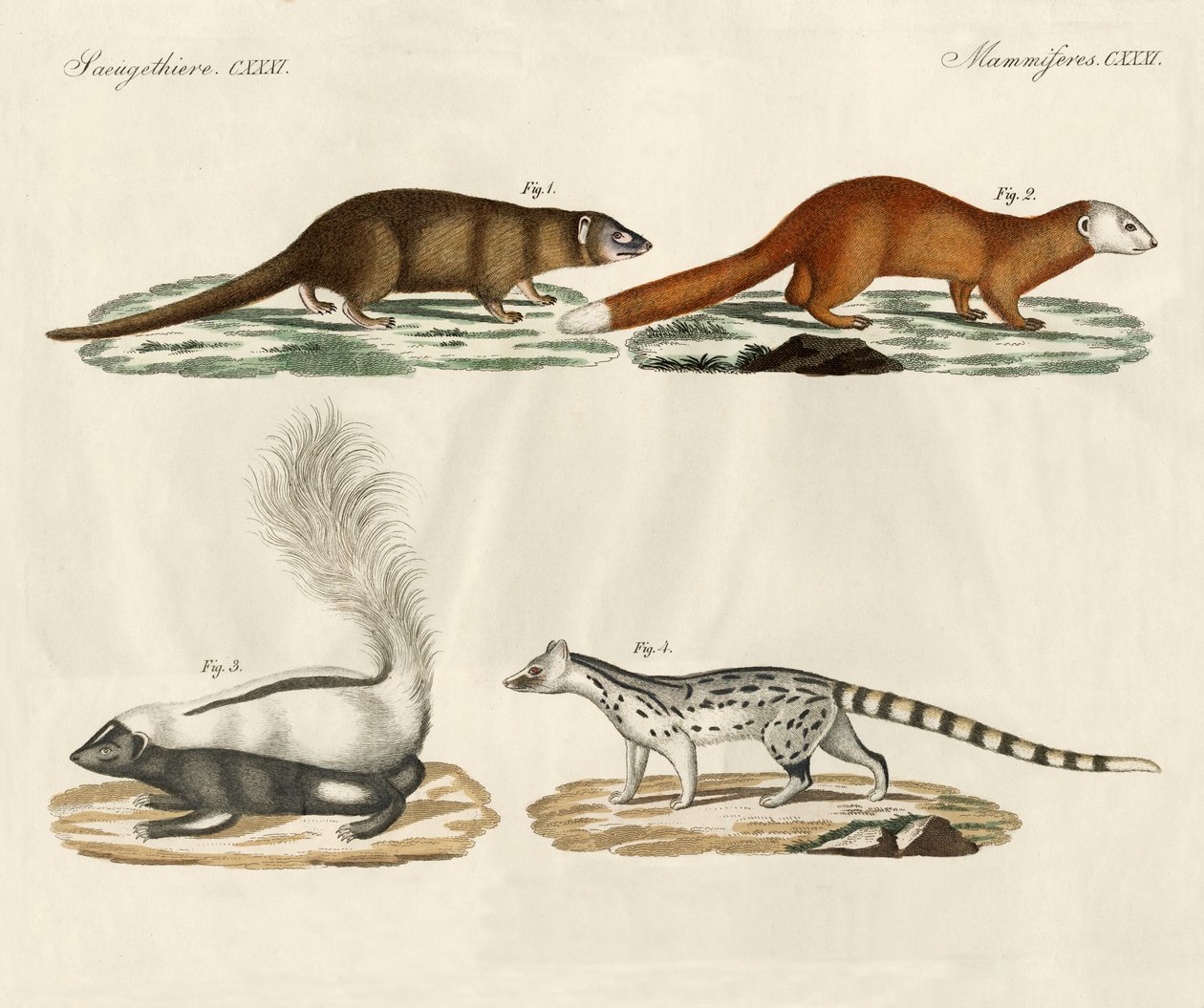 Strange mammals (coloured engraving) بواسطة المدرسة الألمانية