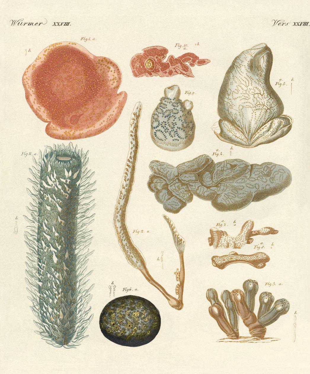 Strange molluscs (coloured engraving) بواسطة المدرسة الألمانية