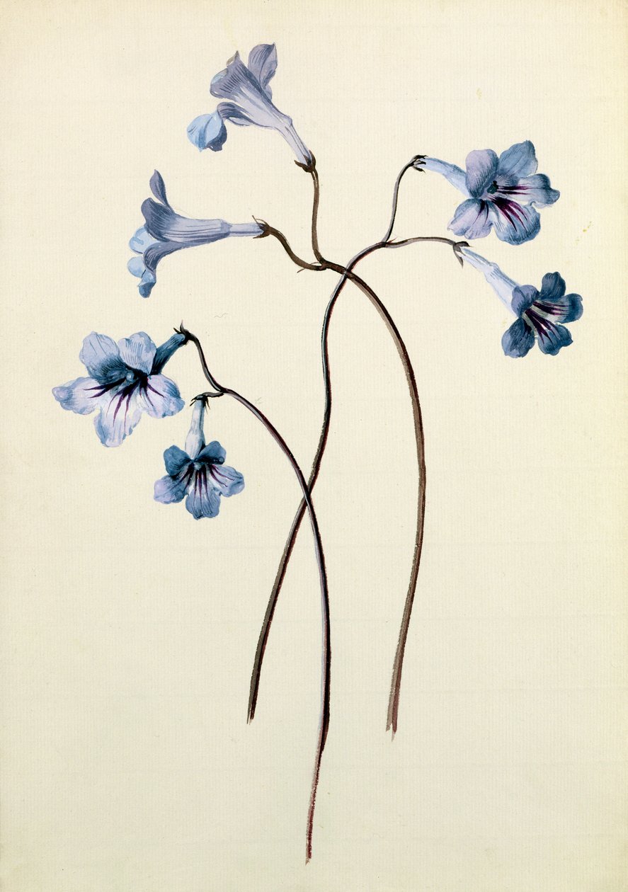 Streptocarpus ، c.1790 (مرحاض على ورق) بواسطة المدرسة الألمانية