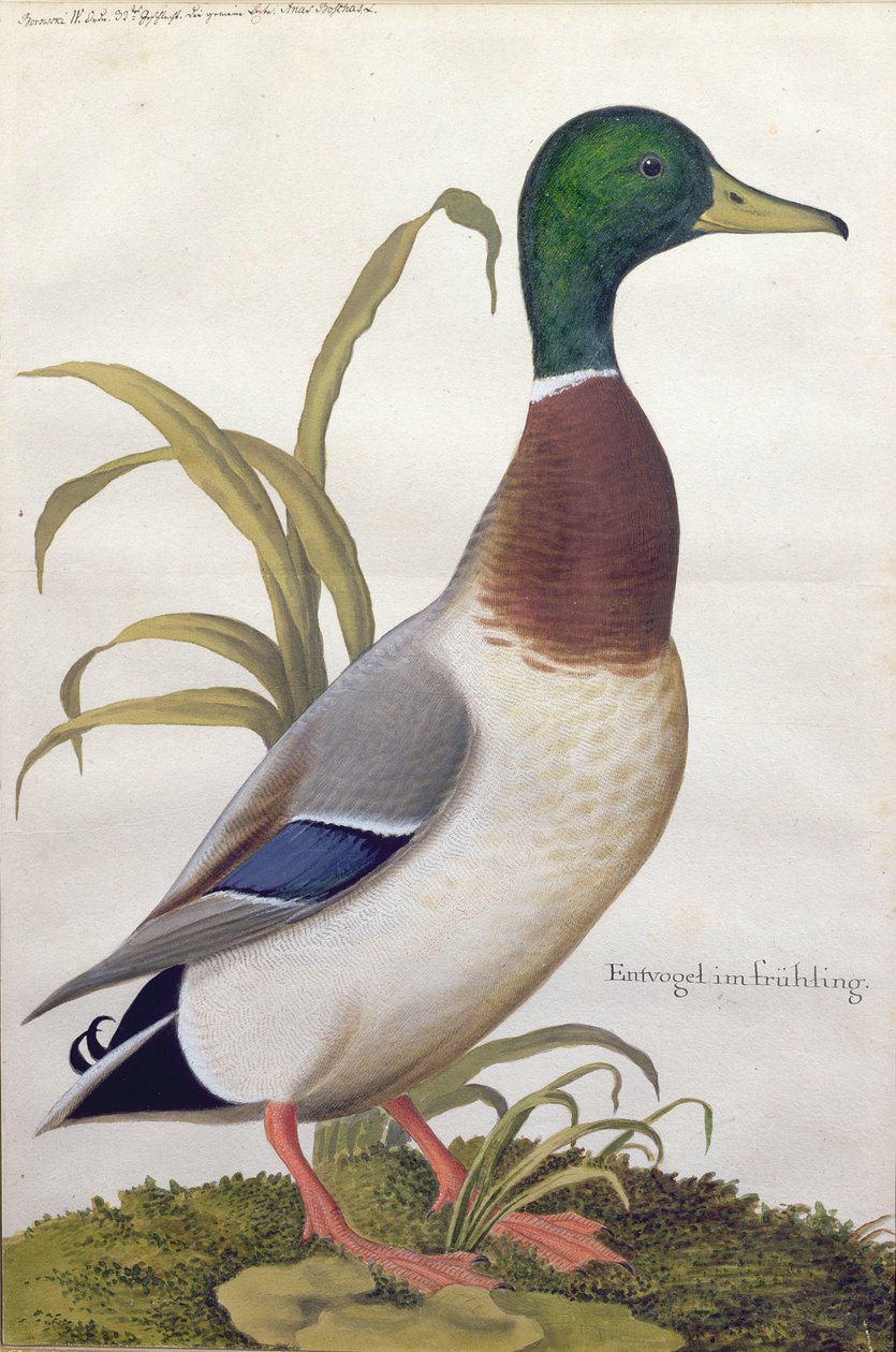 دراسة بطة مالارد c.1790 (مرحاض مع غواش على ورق) بواسطة المدرسة الألمانية