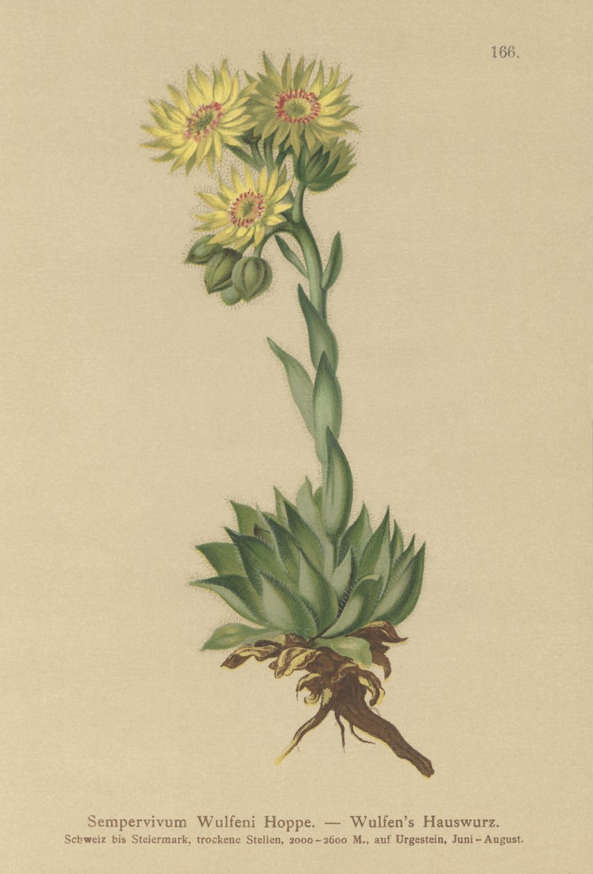 Sun Houseleek (Sempervivum Wulfenii) بواسطة المدرسة الألمانية