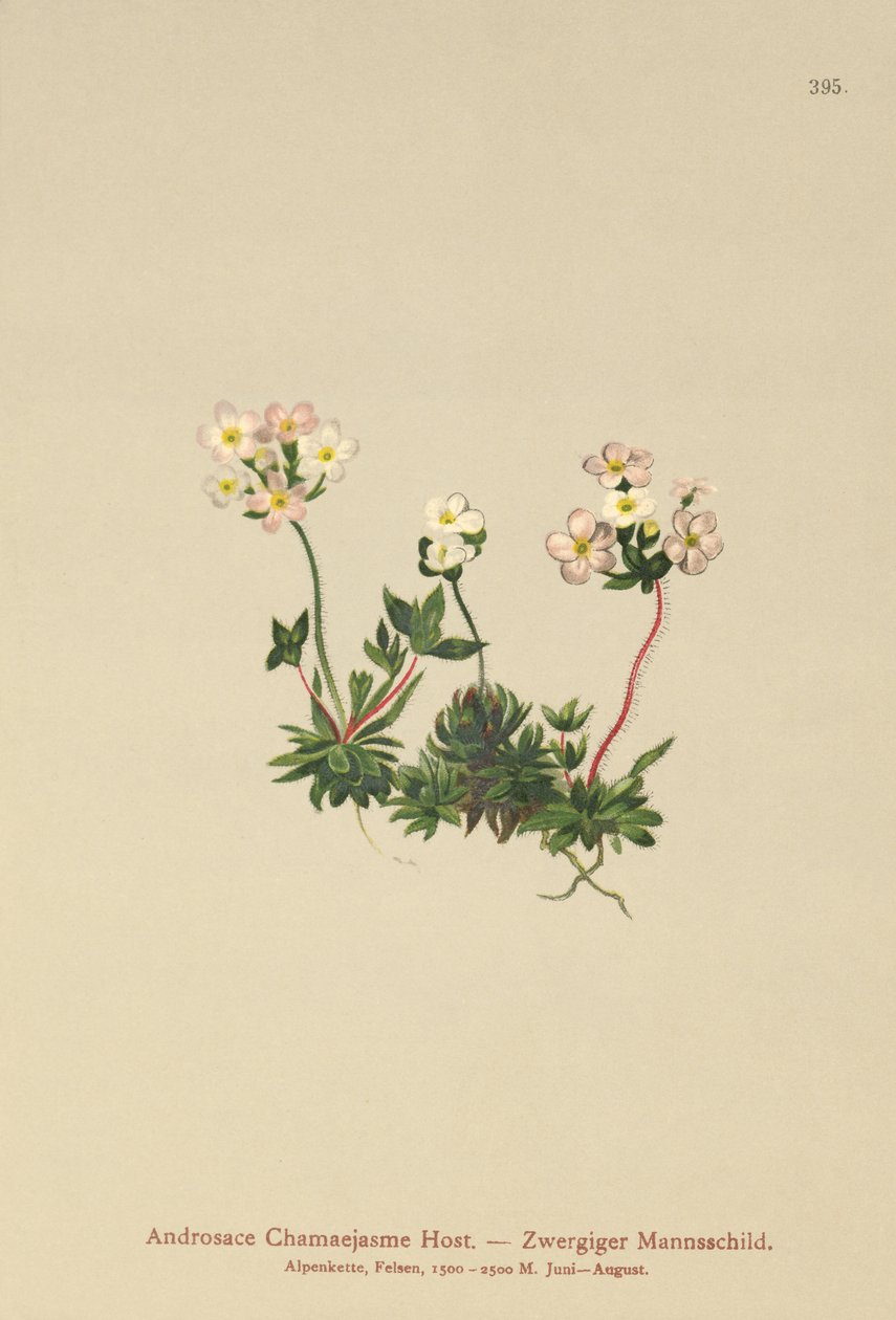 Sweetflower Rockjasmine (Androsace Chamaejasme) بواسطة المدرسة الألمانية