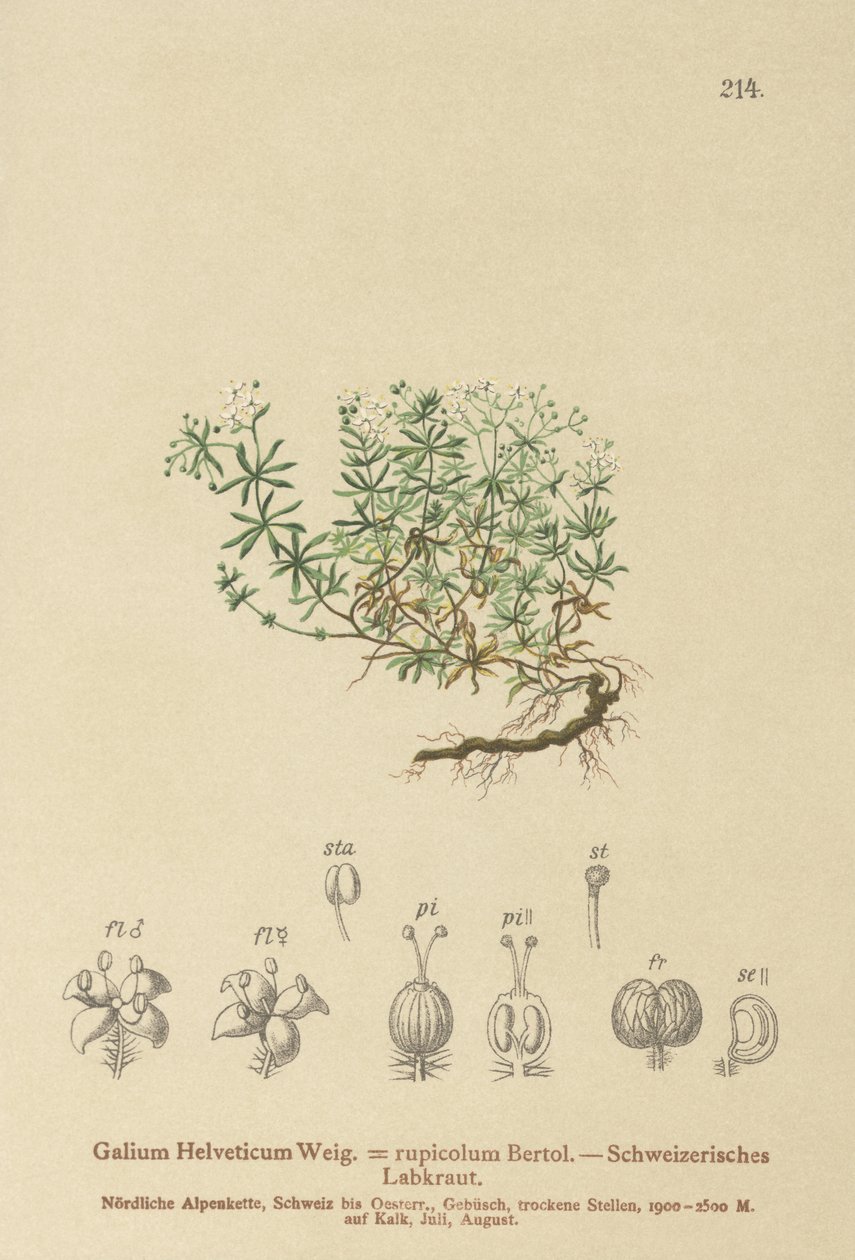 Bedstraw السويسري (Galium Helveticum Rubia rupicolum ، Rubia megalospermum) بواسطة المدرسة الألمانية
