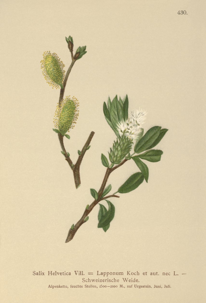 الصفصاف السويسري (Salix Helvetica ، Salix Lapponum) بواسطة المدرسة الألمانية