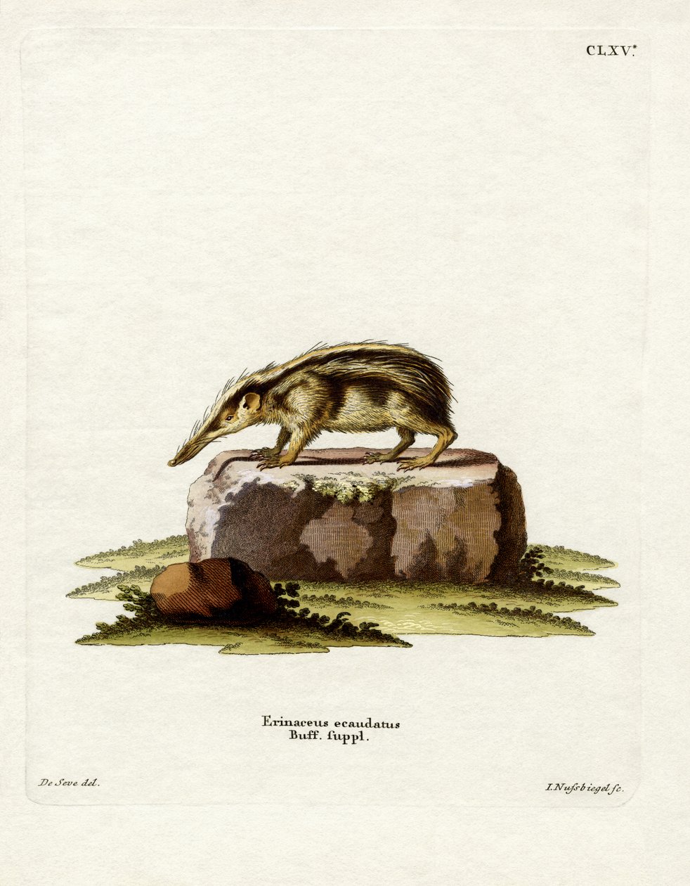 Tailless Tenrec (نقش ملون) بواسطة المدرسة الألمانية