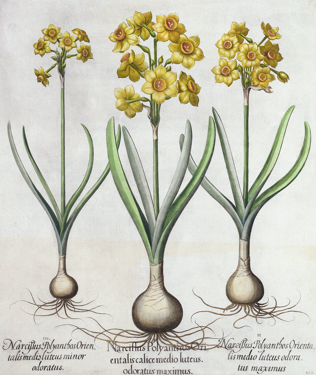 تازيتا نارسيسي ، من Hortus Eystettensis بقلم باسل بيسلر (1561-1629) ، حانة. 1613 (نقش يدوي) بواسطة المدرسة الألمانية
