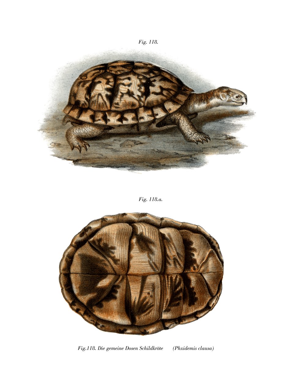Terrapin (لون ليثو) بواسطة المدرسة الألمانية