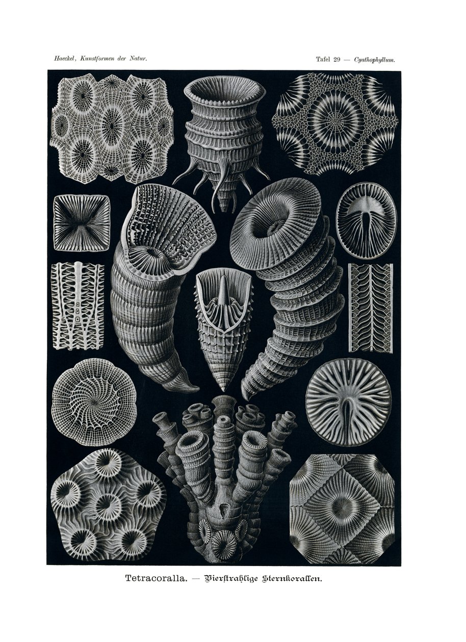Tetracoralla ، 1899-1904 بواسطة المدرسة الألمانية
