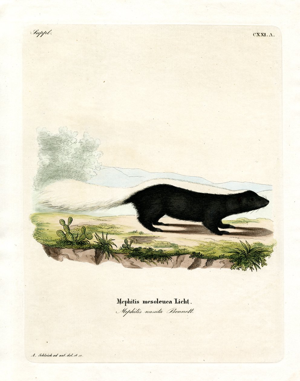 Texan Skunk (نقش ملون) بواسطة المدرسة الألمانية