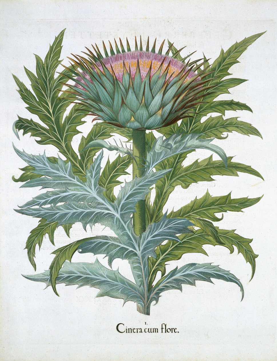 الكاردون ، من Hortus Eystettensis بقلم باسل بيسلر (1561-1629) ، حانة. 1613 (نقش يدوي) بواسطة المدرسة الألمانية