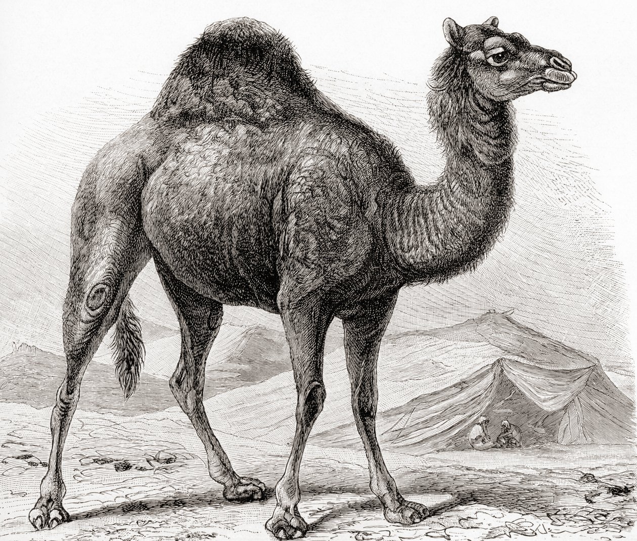  بواسطة المدرسة الألمانية