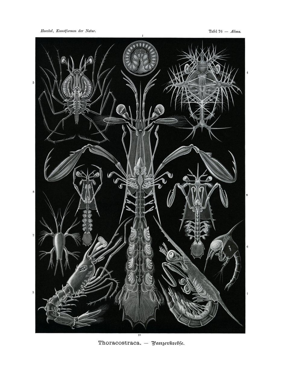 Thoracostraca ، 1899-1904 بواسطة المدرسة الألمانية