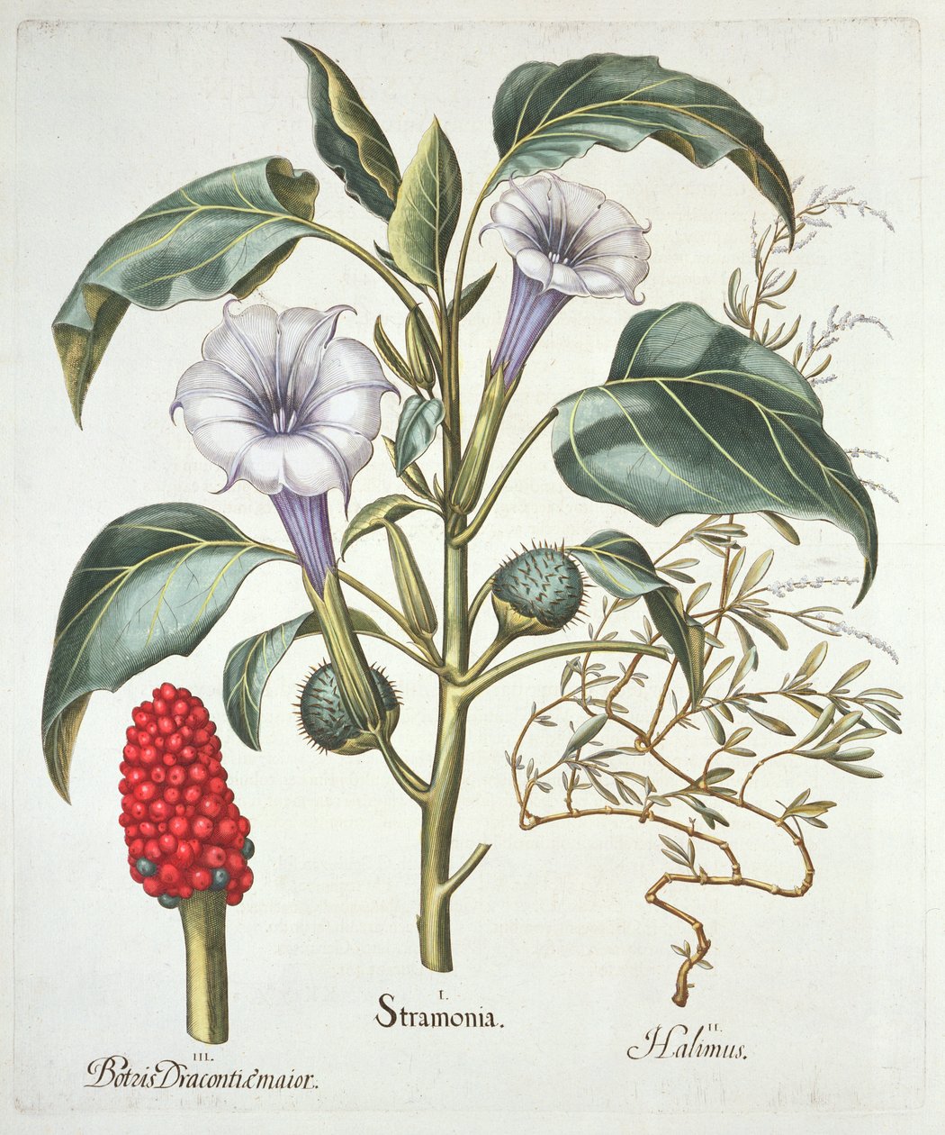 شوكة التفاح ، من Hortus Eystettensis بقلم باسل بيسلر (1561-1629) ، حانة. 1613 (نقش يدوي) بواسطة المدرسة الألمانية