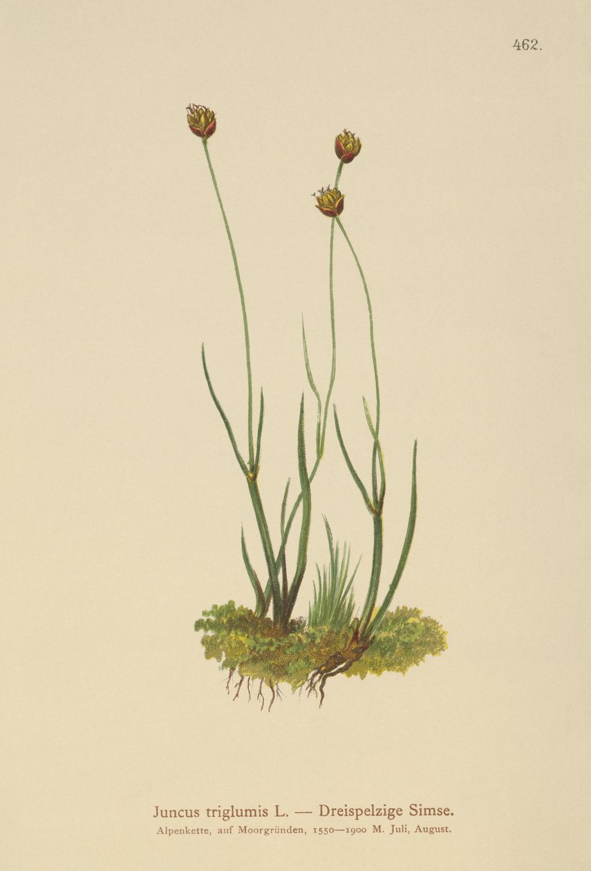 الاندفاع ثلاثي الهيكل (Juncus triglumis) بواسطة المدرسة الألمانية
