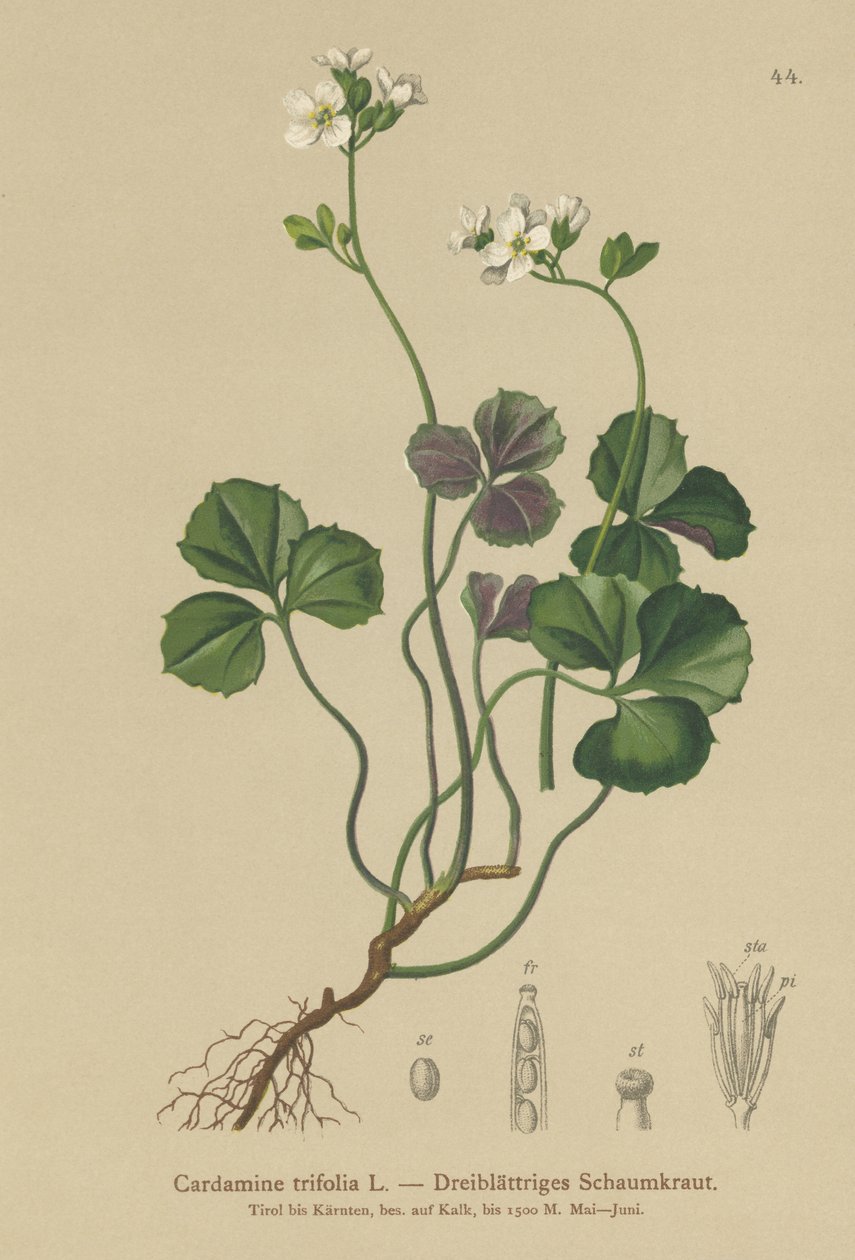 Bittercress ثلاث أوراق (Cardamine trifolia) بواسطة المدرسة الألمانية
