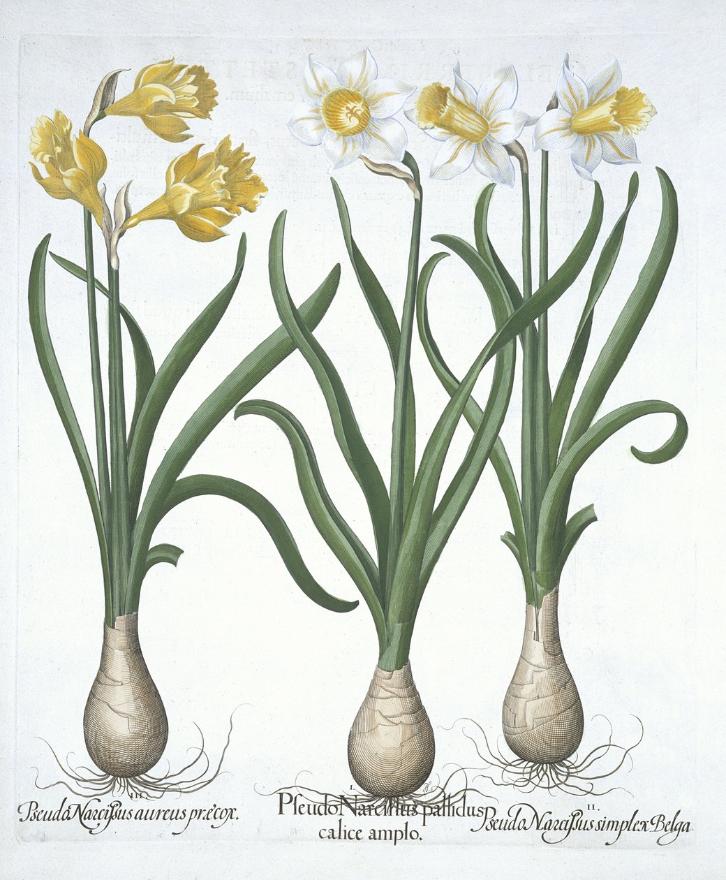 ثلاثة Pseudo-Narcissi ، من Hortus Eystettensis ، بقلم Basil Besler (1561-1629) حانة. 1613 (نقش يدوي) بواسطة المدرسة الألمانية